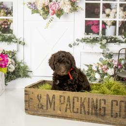 Goldendoodle and Labradoodle Puppies from Dessie's Doodles