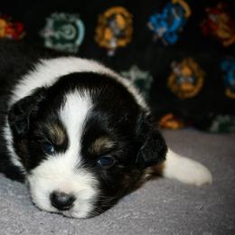 Tootsie pop - Black tri female Miniature Australian Shepherd puppy in El Dorado Springs, Missouri from HP Aussie Kennels