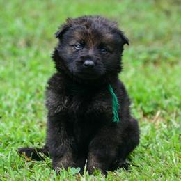 Green boy - Sable male German Shepherd puppy in Clarkrange, Tennessee from Vom Wolff
