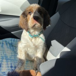 English Springer Spaniel Puppies from Sweet Southern Spaniels