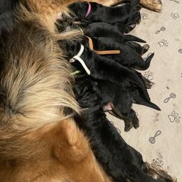 German Shepherd puppies from Home Base Shepherd