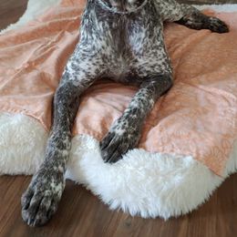 German Shorthaired Pointers from ADAIR GSP