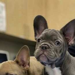 French Bulldogs from Stevuni Harrison