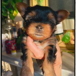 Ella - Black and tan female Yorkshire Terrier puppy in Stockton, California from Lala & Co.