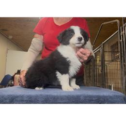 Boy 3 - Black male Border Collie puppy in Farmersville, Texas from Omegamtn Border Collies