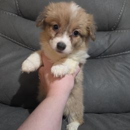 Red Bluie Full Fluffy Female - White and red female Pembroke Welsh Corgi puppy in Unicoi, Tennessee from East Tennessee Clark Corgis