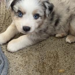 Australian Shepherd, Miniature American Shepherd, Miniature Australian Shepherd, and Toy Australian Shepherd Puppies from HP Aussie Kennels