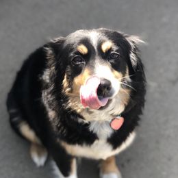 Ellie - Miniature Australian Shepherd