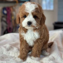 Goldfish - Red  female Goldendoodle puppy in Wharton, Texas from Little Fur Friends