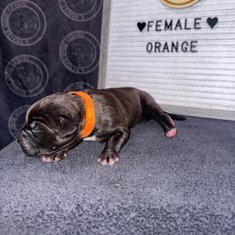 Orange Collar - Black female Cane Corso puppy in Snellville, Georgia from A Really Good Kennel