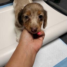 Belle - Dapple female Dachshund puppy in Magnolia, Texas from Carrie’s Countryside Dachshunds