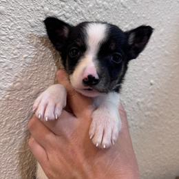 Grumpy - Tri-color female Border Collie puppy in Oberlin, Kansas from Hangin R Kennels