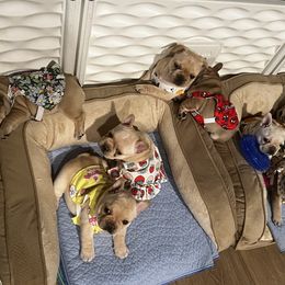 French Bulldog Puppies from The Midwest Frenchies
