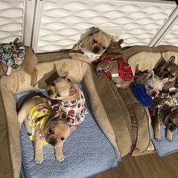 French Bulldog Puppies from The Midwest Frenchies