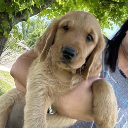 Gusty - Dark golden Golden Retriever puppy in Bear River Cy, Utah from Blue Creek Retrievers