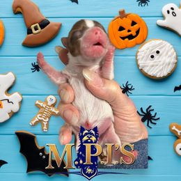 Parti - Chocolate, tan and white male Yorkshire Terrier puppy in Augusta, Georgia from Melissa's Paw Impressions