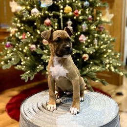 Excalibur - Red sable American Staffordshire Terrier puppy in Powhatan, Virginia from Ohana Amstaffs and Aussies