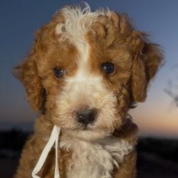 Boy 4 - male Golden Mountain Doodle puppy in Jurupa Valley, California from gucci_bentleys_goldendoodles