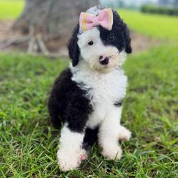 Sally - Black and white female Sheepadoodle puppy in Willacoochee, Georgia from Kitandkboodle's Doodles