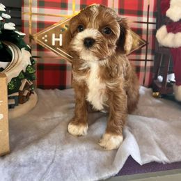 Santa - Red and white male Cockapoo puppy in Connersville, Indiana from MoonShine Babies
