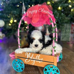 Blythe - Black and white female Cavapoo puppy in Thorndale, Texas from Hattie’s Texas Cavapoos