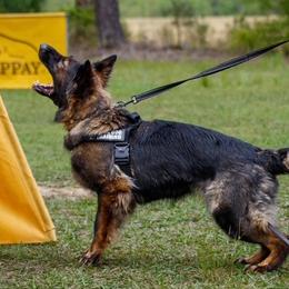 Talon - German Shepherd