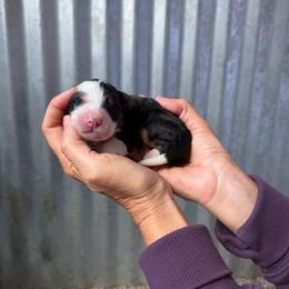 Lottie - Tri-color female Bernedoodle puppy in Yuba City, California from Ranch House Doodles