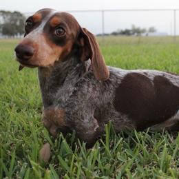 Hartley - Dachshund