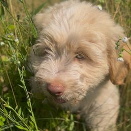 Thistle - Cream male Goldendoodle puppy in Clinton Township, New Jersey from Harmony Goberians