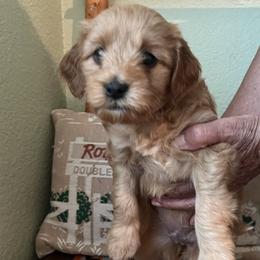 Pink collar girl - Apricot female Goldendoodle puppy in Fairfield, California from Twin Sisters Doodles