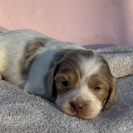 Abigail - Fawn (isabella) and tan female Dachshund puppy in Duncanville, Alabama from Bear Creek Dachshunds