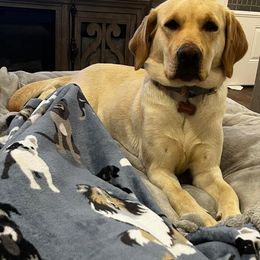 Labradoodles, Labrador Retrievers, and Poodles from Caney Fork Labs and Doodles
