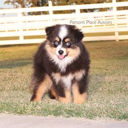 Miniature Australian Shepherd Puppies from Parsons Place Aussies