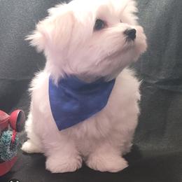 Toby or whatever new family want name him - White male Maltese puppy in Kinder, Louisiana from Bourque Maltese