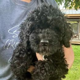 Archie - Tri-color male Bernedoodle puppy in Lancaster, Missouri from Cavapoo Acres