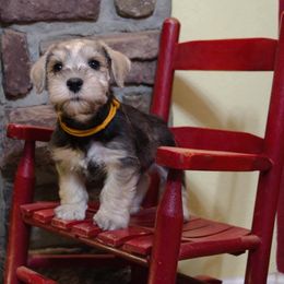 Miniature Schnauzer Puppies from Beyond Blessed Pawz