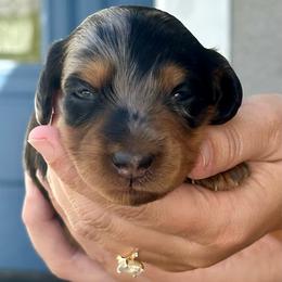 Gomez - Dapple male Dachshund puppy in Pinellas Park, Florida from Chait Miniature Dachshunds