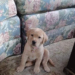 Labrador Retriever Puppies from Rocky Point Labradors