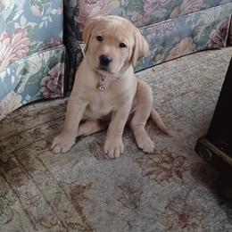 Labrador Retriever Puppies from Rocky Point Labradors