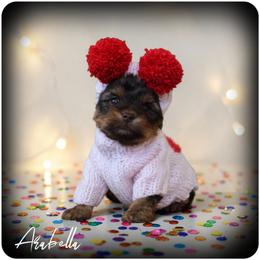 Arabella - Chocolate and tan female Yorkshire Terrier puppy in Warren, Michigan from Danielle's Yorkie Babies