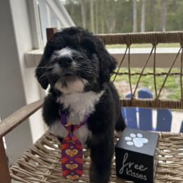 Shnookums - Tri-color male Bernedoodle puppy in Camden, North Carolina from Oopsie Doodles of NC