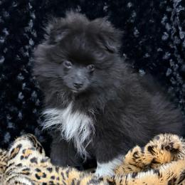 Sport - Black male Pomeranian puppy in Greenville, Georgia from Breezy Hill Poms