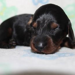 Girl 2 - Black and tan female Dachshund puppy in Craig, Colorado from Rocky Mountain Shih Tzus and Dry Creek Miniature Dachshunds