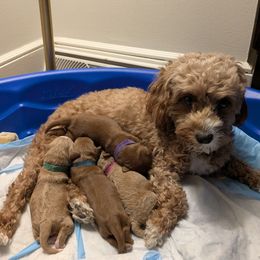 Cockapoo puppies from Emily's Cockapoos