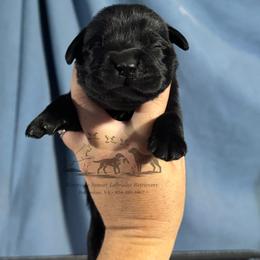 Teal - Black male Labrador Retriever puppy in Beaverdam, Virginia from Riverside Sunset Labrador Retrievers