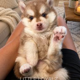 Theodore - Red and white male Pomsky puppy in Riverside, California from LittleLoyalz