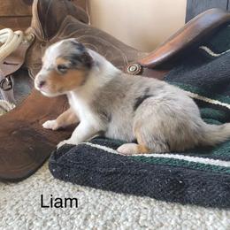 Liam - Blue merle male Collie puppy in Hinckley, Minnesota from Rusty Spur Collies