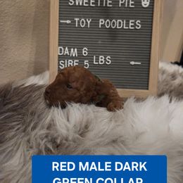 Braxton - Red  male Poodle puppy in Hesperia, California from Sweetie Pie Poodles
