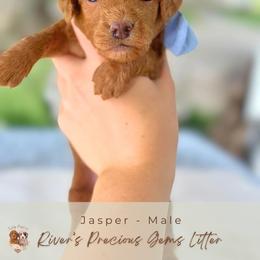Jasper - Red  male Goldendoodle puppy in Atlanta, Georgia from Teddy Puppies
