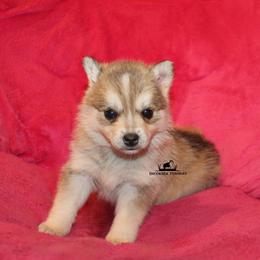 Gwen - Wolf sable female Pomsky puppy in Stockton, Utah from Mischa Nelson